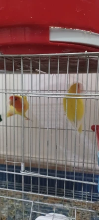 Inseparable A vendre