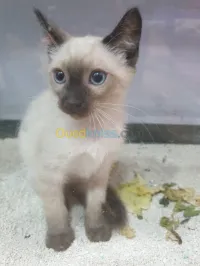  Chatons Siamois قطط سياموا