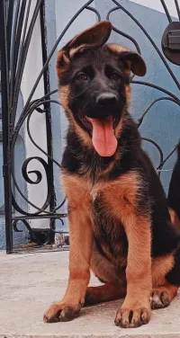 Berger Allemand  femelle 