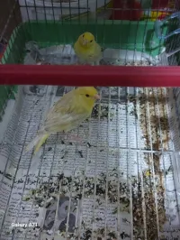 فراخ كناري ساتيني