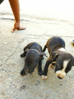 chien-staff-americain-baraki-alger-algerie