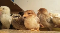 Poussins   فلالس عرب  Œuf fécondé  