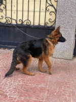 chien-berger-allemand-بارجي-ألمو-ain-taya-alger-algerie