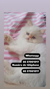 Chat persan himalaya قط بيرسون 