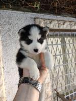 chien-husky-chiot-race-pure-ain-taya-alger-algerie