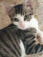 chat-offre-chats-et-chatons-pour-adoption-bab-ezzouar-alger-algerie