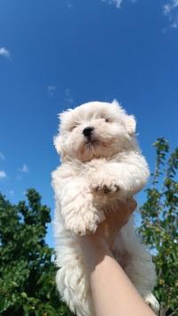 chien-caniche-bichon-maltais-nain-pure-race-cheraga-alger-algerie