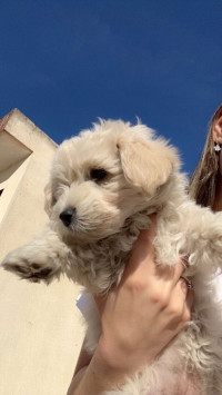 chien-caniche-bichon-maltais-pure-race-birkhadem-alger-algerie