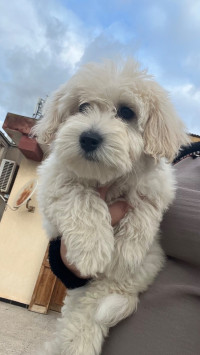 chien-caniche-bichon-maltais-nain-pure-race-cheraga-alger-algerie