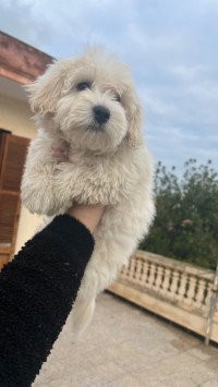 chien-caniche-bichon-maltais-naina-pure-race-cheraga-alger-algerie