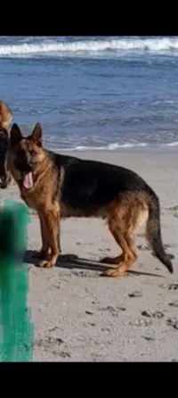 Berger allemand femelle 2 ans