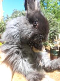 آخر-lapins-angora-بني-مسوس-الجزائر