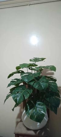 artificial-plants-العلمة-el-eulma-setif-algeria