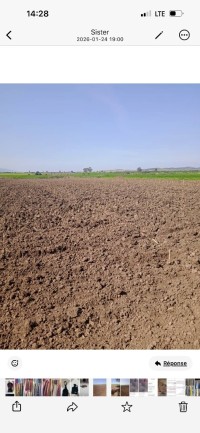 أرض-فلاحية-بيع-سكيكدة-بن-عزوز-الجزائر