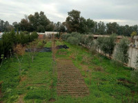 terrain-vente-tipaza-attatba-algerie