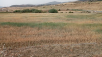 terrain-agricole-vente-bouira-bordj-okhriss-algerie