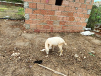 animaux-de-ferme-vente-chevre-et-bouc-a-tizi-ouzou-azeffoun-algerie