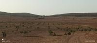 terrain-agricole-vente-saida-maamora-algerie