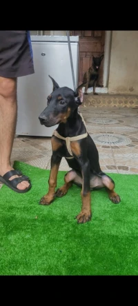 Doberman