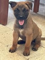 chien-pure-race-malinois-masque-noir-bab-ezzouar-alger-algerie