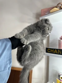 Scottish fold british short hair 