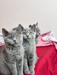 chat-scottish-fold-british-short-hair-baba-hassen-alger-algerie