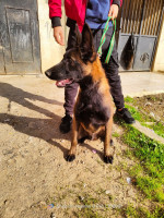 chien-malinois-male-lakhdaria-bouira-algerie