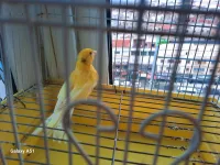 CANARIS