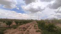 terrain-agricole-vente-djelfa-ain-el-ibel-algerie