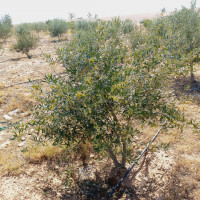 terrain-agricole-vente-djelfa-birine-algerie