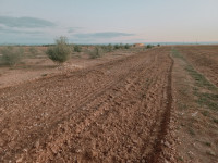 terrain-agricole-vente-djelfa-hassi-bahbah-algerie