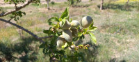 terrain-agricole-vente-djelfa-algerie