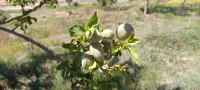 Vente Terrain Agricole Djelfa Djelfa