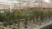 الجزائر-برج-الكيفان-ديكورات-و-ترتيب-jardinage