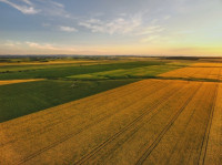 terrain-agricole-vente-mascara-alaimia-algerie