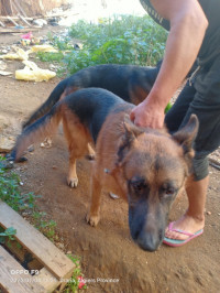 chien-couple-berger-allemand-khraissia-alger-algerie