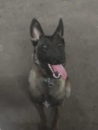 Malinois charboné mask noire 