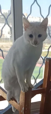 Roza Angora Turc 