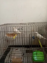 Des Canaris albino jasp dd mulet serin coupleurs canari ressecif