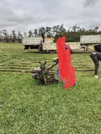 Gazon naturel kokoyo et Chaindo