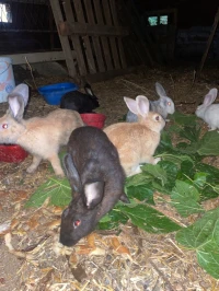 Lapin 