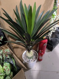 ديكورات-و-ترتيب-plantes-artificielles-elegantes-pour-decoration-interieure-et-exterieure-ideales-الرويبة-الجزائر