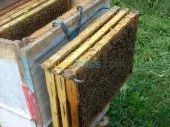 essaim ruche abeilles نحل