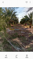 terrain-agricole-vente-biskra-oumache-algerie