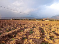 terrain-agricole-vente-ain-defla-arib-algerie