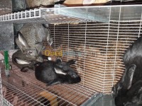 حيوانات-المزرعة-lapin-setif-صالح-باي-سطيف-الجزائر