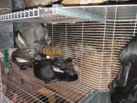 Lapin setif