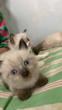 Ragdoll himalayen 