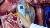 boumerdes-algerie-alimentaire-thermometre-pour-viande-congelee