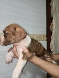 Pitbull red nos